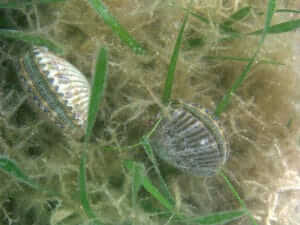 Chesapeake Bay Scallops