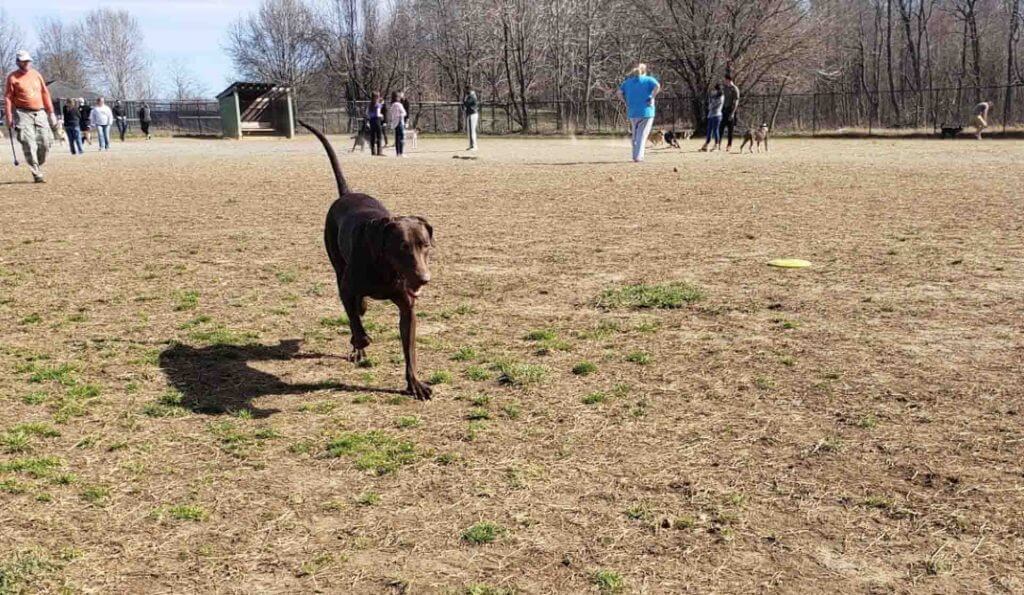 Bell Branch Park Maryland Dog Parkl