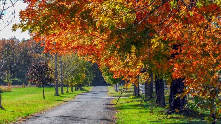 Landscape of Autumn trees along a country road in Maryland
