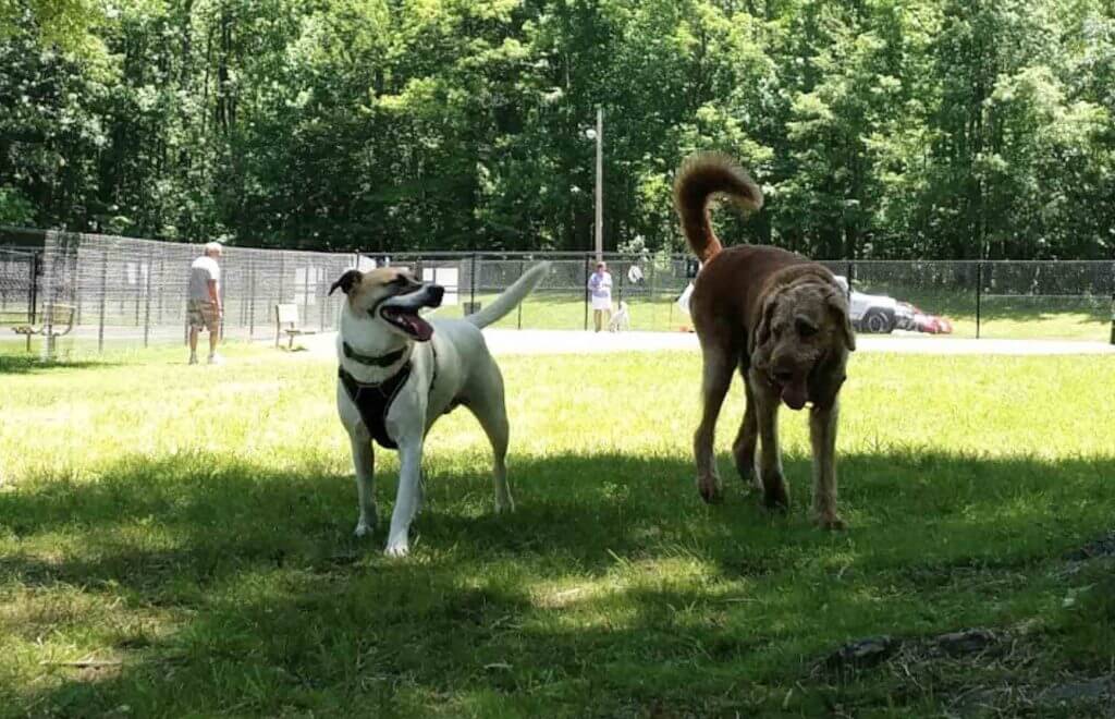 Loch Haven Dog Park Edgewater Maryland