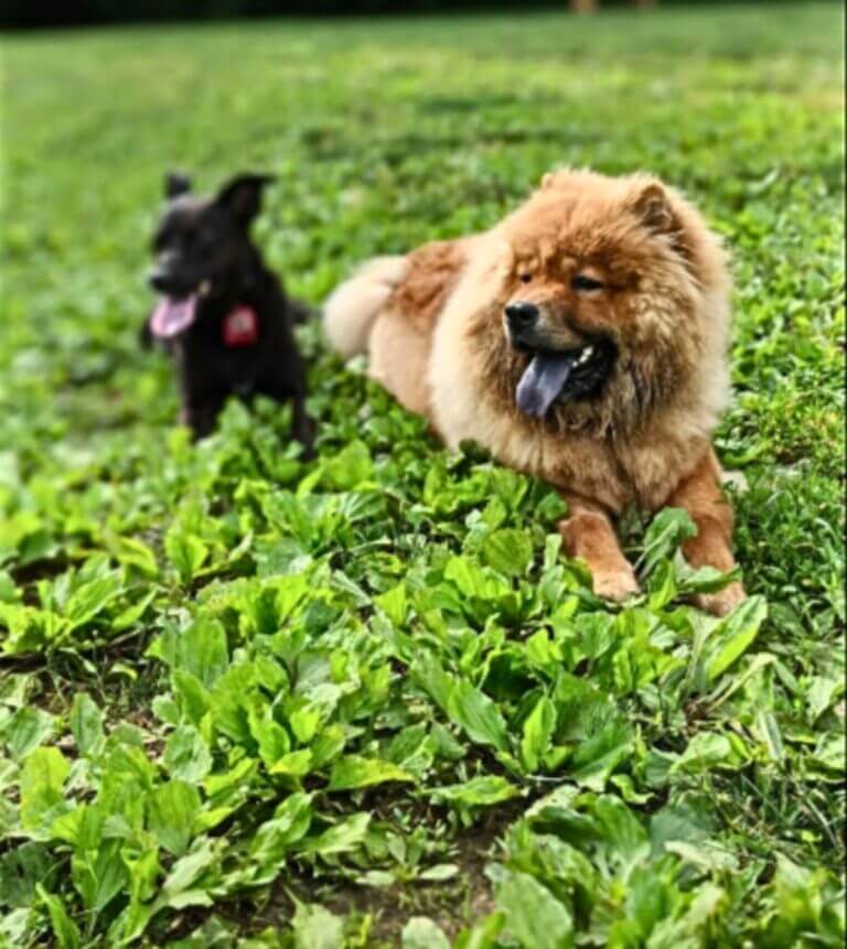 Parks in Laurel, Maryland