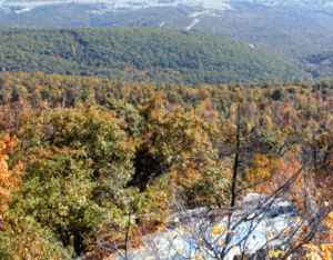 Relocating To Cresaptown